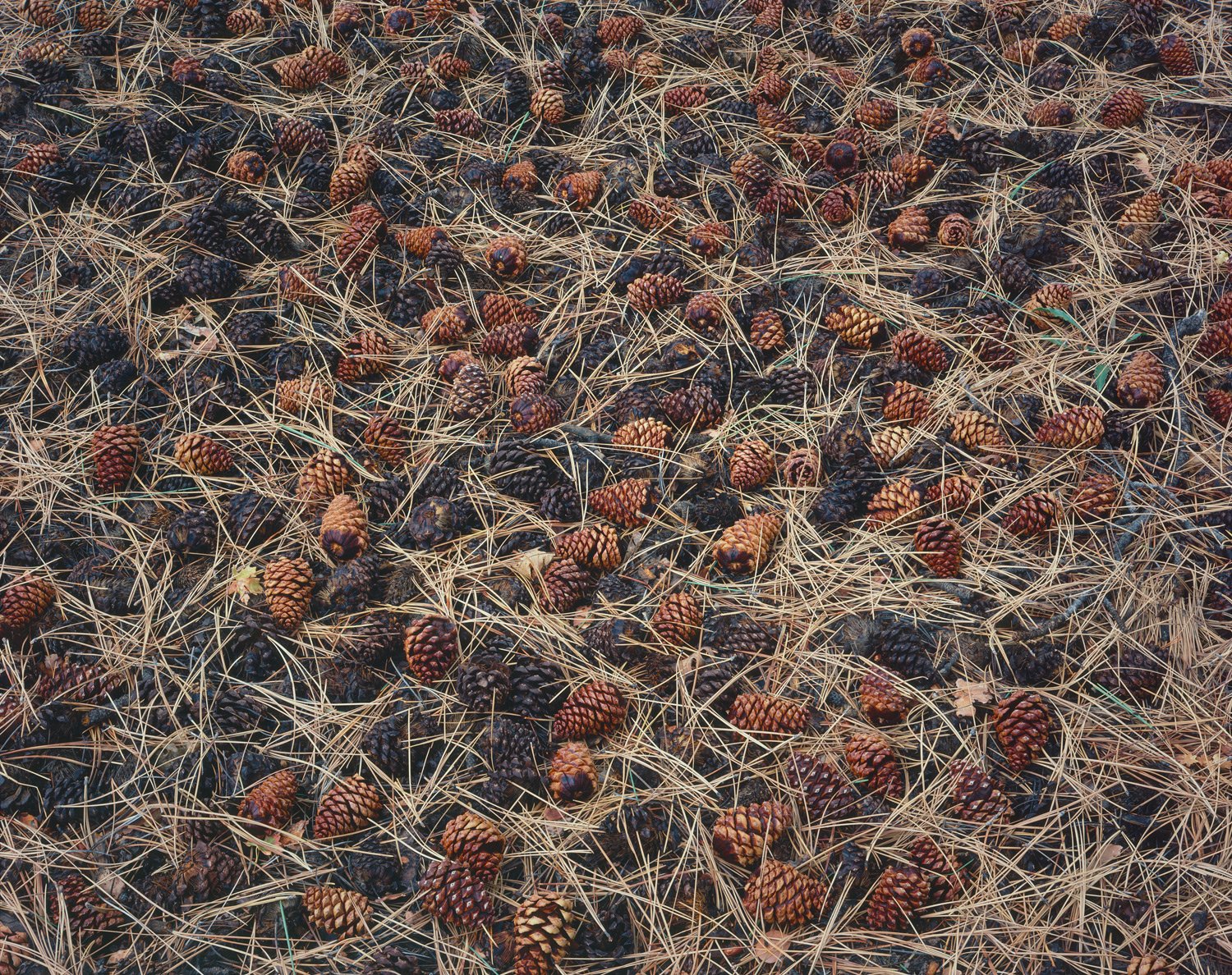 rhythm_of_nature.jpg