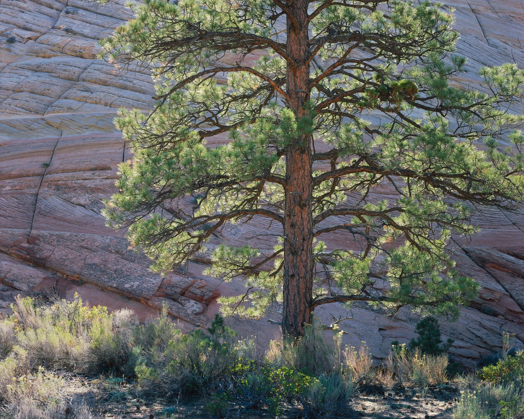 backlit_ponderosa.jpg