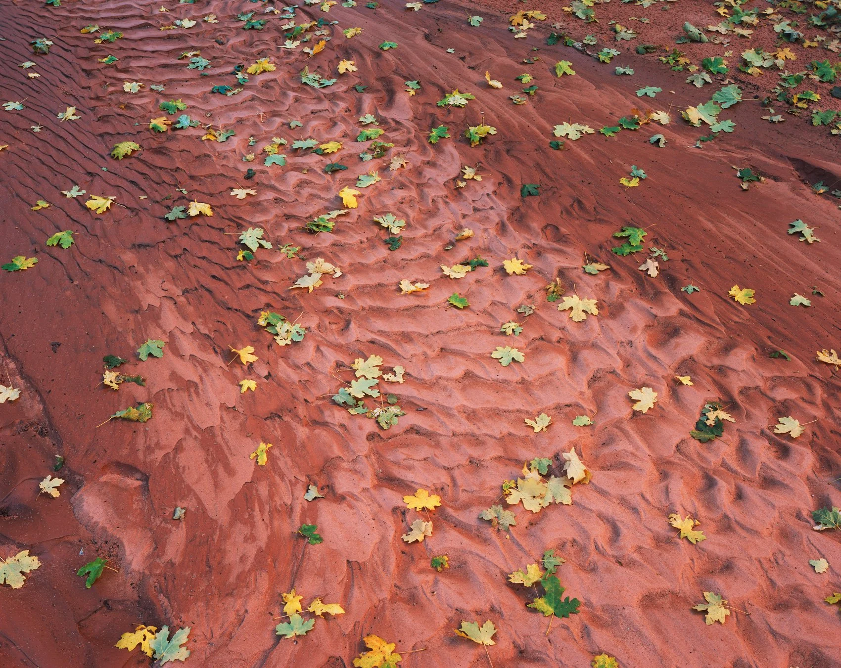 vestige_of_rain_25.jpg