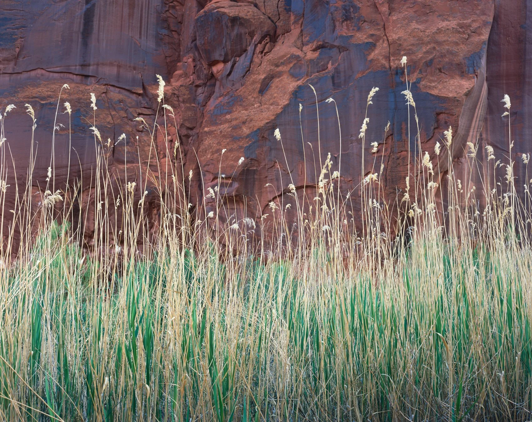 canyon_grass_morning.jpg