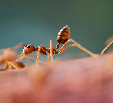 Ants
