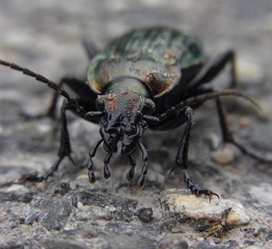 Beetles