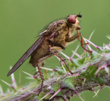 Flies