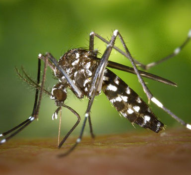 Mosquitoes