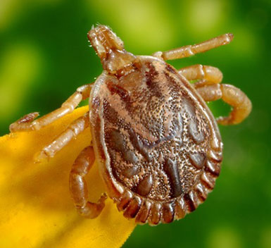 Ticks