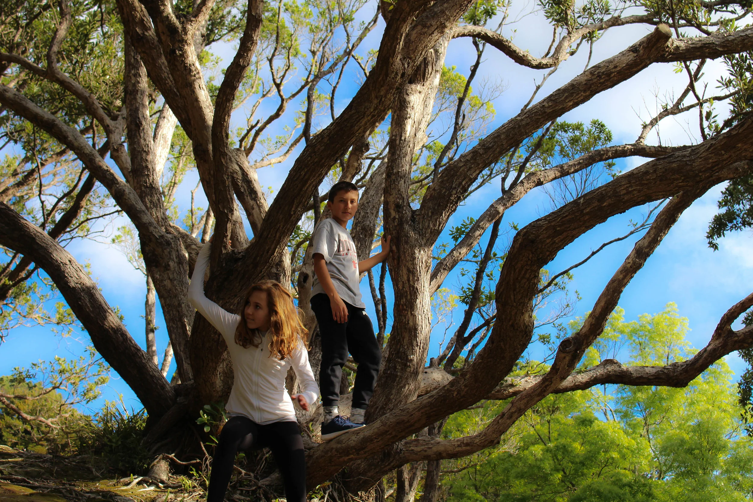 kids-in-tree-1-of-1