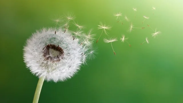 pollen.jpg
