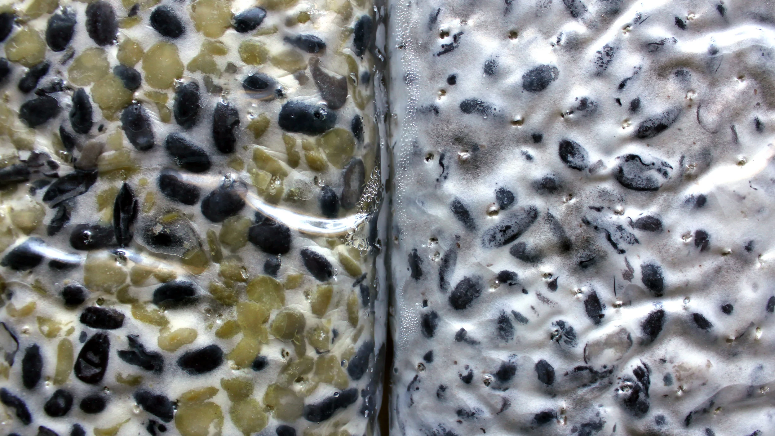 Levo: pravkar odmrznjen tempeh. Desno: svež tempeh.