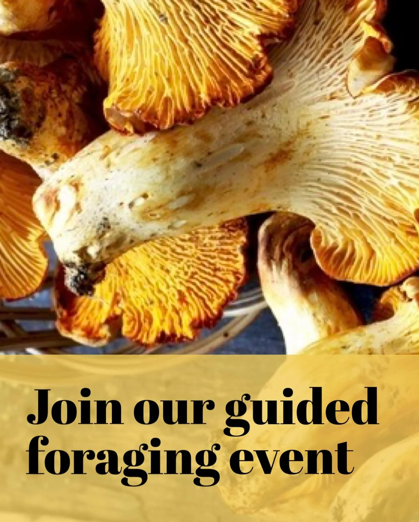Ever fancied finding out more about the food that grows freely around us locally?
Join chef Tim Zekki and mushroom maestro Patch and herbal expert Jonas for a guided foraging walk in the local countryside. 
&nbsp;
We&rsquo;ll gather our wild ingredie