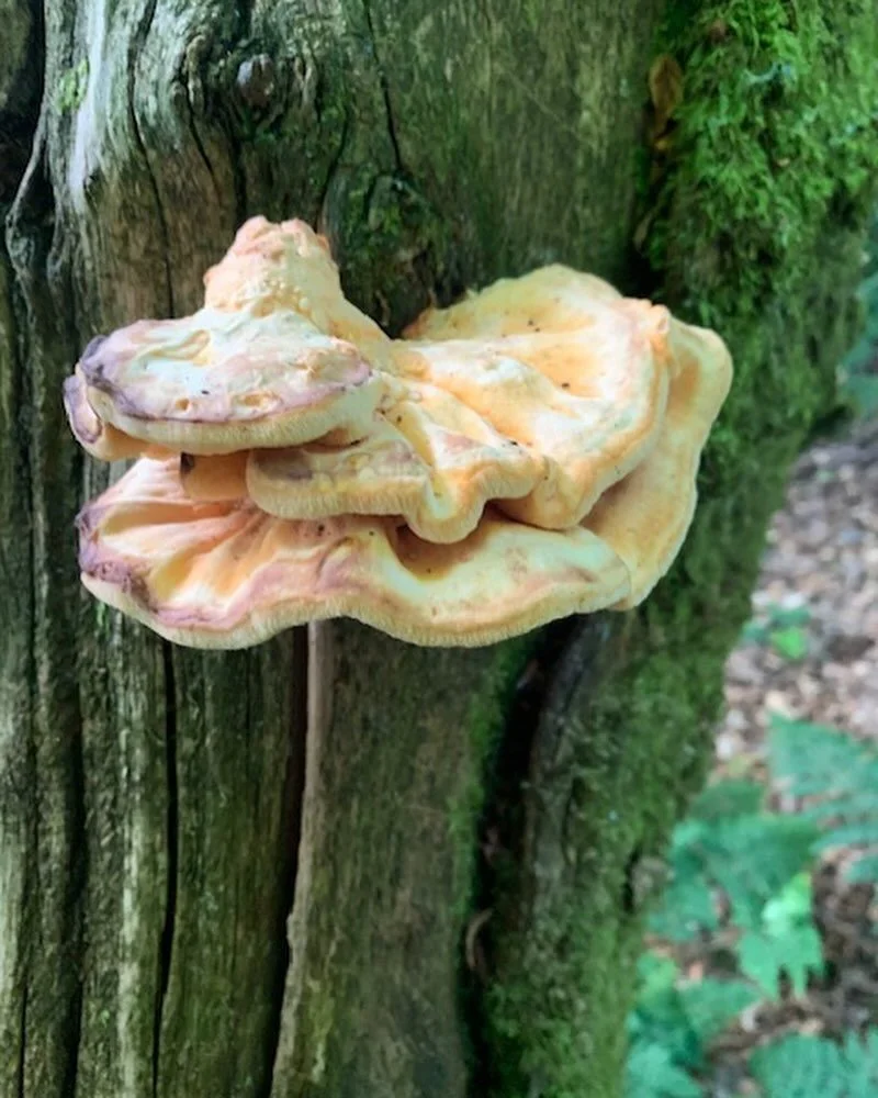 Ever fancied finding out more about the food that grows freely around us locally?
Join chef Tim Zekki and mushroom maestro Patch and herbal expert Jonas for a guided foraging walk in the local countryside. 
 
We&rsquo;ll gather our wild ingredients, 