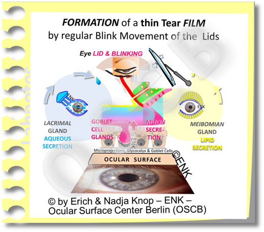 BLINKING transforms the TEARS into the Tear FILM