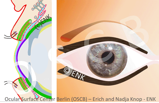 The Lid Margin acts as a " DYNAMIC WIPER " that distributes the Tear FLUID into a very thin pre-ocular Tear FILM that is a pre-requisite for perfect refraction and for perfect visual acuity .