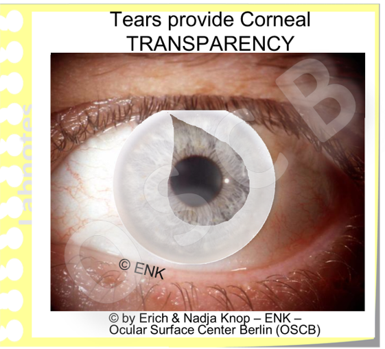 TEARS provide the MOISTURE of the Mucosal Ocular Surface, that is a pre-requisite for its TISSUE INTEGRITY and thus for CORNEAL TRANSPARENCY .