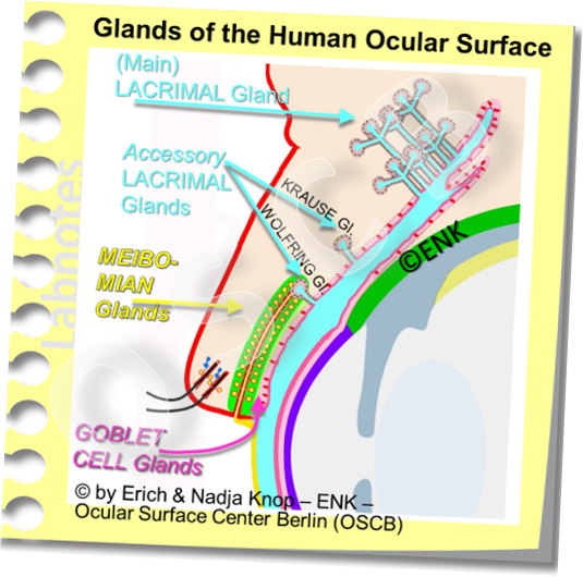 The Ocular Surface has different glands that produce different components of the tear fluid. The largest single gland that produces most of the aqueous tear fluid is the lacrimal gland in the temporal orbit.