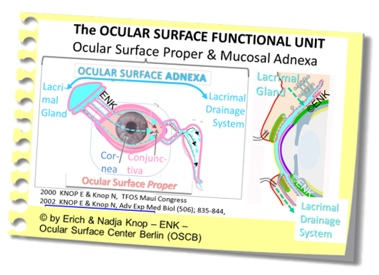 The Complete Ocular Surface ANATOMICAL UNIT . It consists of the OCULAR MUCOSA, i.e. the organs that are bathed by the tear fluid and of the MUCOSAL ADNEXA, i.e. the organs that manage the tear fluid , either by producing it, as the lacrimal gland, or by draining it after bathing, as the lacrimal drainage system.