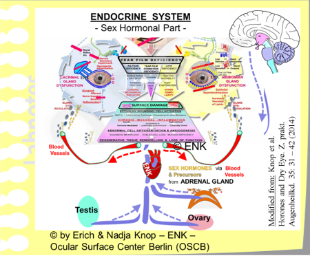 Some elements of the Endocrine Hormonal System with respect to Sex Hormones are shown here schematically. The superior centers in the hypothalamus and pituitary gland regulate dependent glands such as the Adrenal Gland and the Gonadal Glands (Ovary and Testis). The prevailing amount of sex hormones is typically produced in peripheral tissues such as in the ocular surface organs (see diagram above). At present Sex Hormones appear to have the greatest influence on the Ocular Surface but other Hormones and soluble factors may also be of importance.