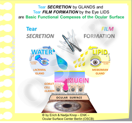 Dry Eye Disease is a prototypic Ocular Surface Disease because it is based on a deficiency of Moisture - which is the most basic function of the Ocular Surface. Moisture is the pre-requisite for Ocular Surface Health and thus for the establishment and maintenance of vision ... as explained in the Ocular Surface Section.