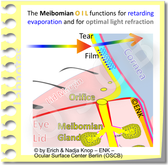 The main functions, among probably many others, are the retardation of evaporation of the aqueous phase, the water of the tear film, by sealing the tear film like a lid on a pot of warm water. A second important function is to provide a very smooth and homogeneous surface for the air-to-tear interface that is the main refractory surface of the eye. It provides about 3/4 of the refractive power of the eye.