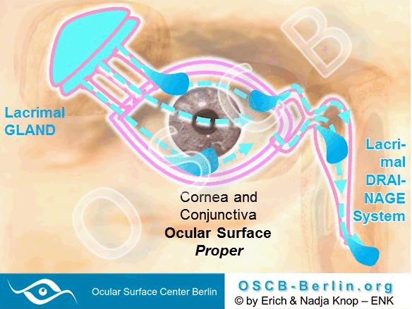 The Flow of TEARS at the Ocular Surface is shown by an animated diagram. The bulk amount of tears is produced by the lacrimal gland and delivered by several excretory ducts into the conjunctival sac. The tear fluid is bathing the ocular surface proper (conjunctiva and cornea) and is then disposed by the lacrimal drainage system into the nose.