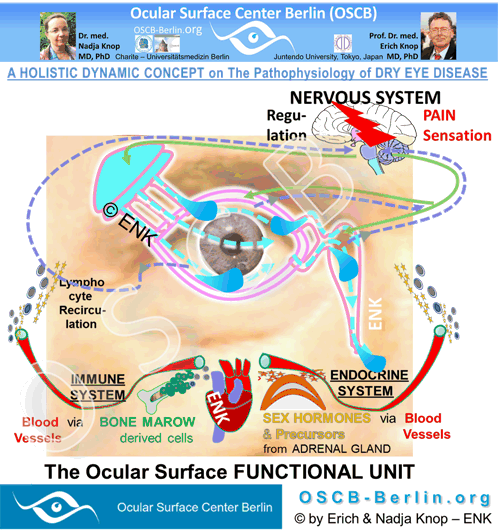 OSCB-Bild_3.1.0_Ocular Surface_FUNCTIONAL UNIT auf Dry Eye CONCEPT Layout_FÜR GIF 1v2_18cm-72dpi_.png