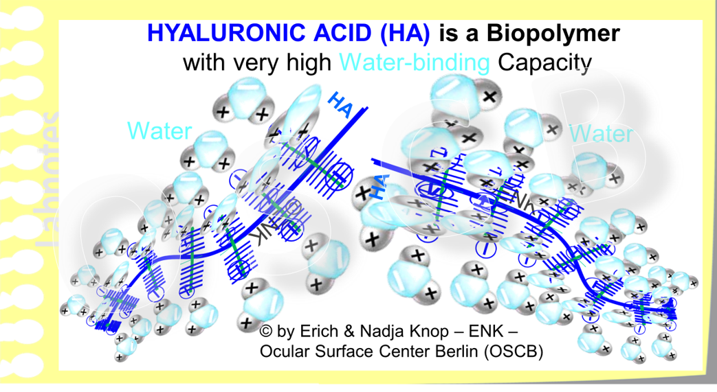 Hyaluronic Acid (blue) is a large bio-polymer with very high water-binding capacity. It typically occurs e.g. in the jelly-like vitreous body of the eye, in the viscous fluid of joints, and in connective tissue.