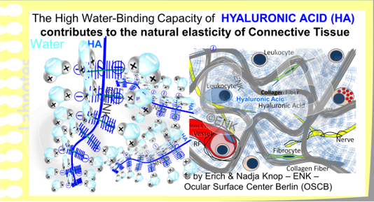 Individual Hyaluronic Acid (HA) molecules with lots of bound water molecules are seen in the left image. On the right side the loose connective tissue of the Conjunctival Lamina propria is shown - where HA acts as a spacer between the collagen fibers (grey) and HA thus provides a certain elasticity to the tissue.