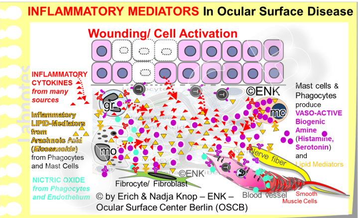 Many different signaling molecules with a pro-inflammatory effect (= Inflammatory Mediators) are involved in inflammatory processes and modulate Inflammation. All signaling molecules act via binding to a respective receptor of a target cell. Inflammatory Cytokines are produced by many cells types and the same is true for inflammatory lipid mediators (eicosanoides) that encompass well known molecules such as different prostaglandins and leukotrienes - among other functions they induce pain. More restricted are vasoactive amines such as Histamine, Bradikinin and Serotonin that are produces by mast cells (mc in the diagram) and phagocytes (granuclocytes and macrophages - indicated by ´gr´and ´mo´in the diagram). An unstable and therefore short-time and short-distance acting mediator is the gas Nitric Oxide (No, blue-green in the diagram) that is produced mainly by macrophages and endothelial cells of blood vessels that induce relaxation of the peri-vascular smooth muscle cells and thus dilatation of the vessel with subsequent slow blood flow. Together with Histamine this promotes the inflammatory extravasation of plasma and cells into the tissue. 