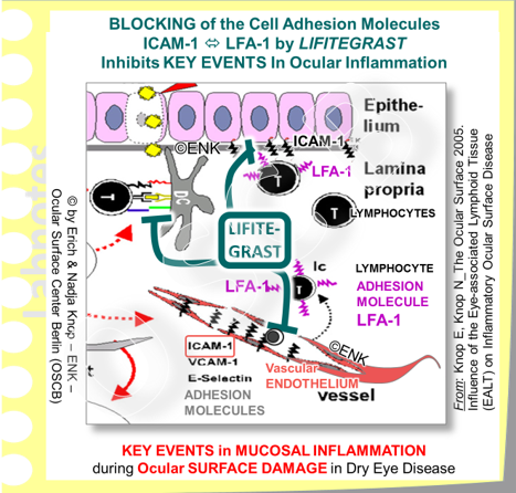 The interaction of the Cell Adhesion Molecules ICAM-1 on tissue cells and its partner LFA-1 on leukocytic immune cells is a central regulatory and promoting mechanism in the inflammatory pathways in moderated to severe Dry Eye Disease. The blocking of this interaction by a small blocking molecule (Lifitegrast), that is small enough to be applied topically, thus appears as a promising new therapeutic route to treat ocular surface disease.