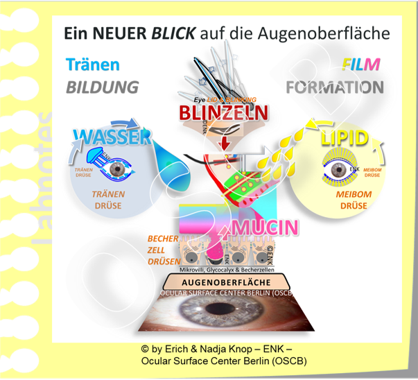 OSCB-BILD_Augenoberfläche_EIN NEUER BLICK auf die AUGENOBERFLÄCHE ...BASIC FUNCTIONAL COMPLEX (Überblick Funktionelle Komplexe).png