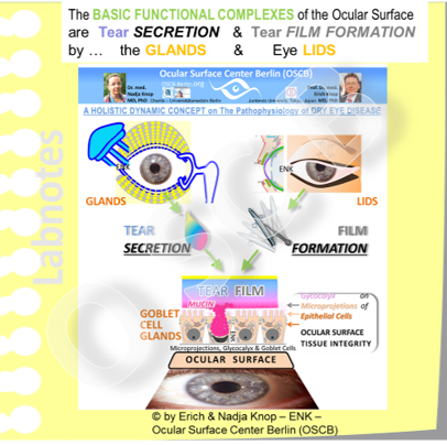 OSCB-Bild_3._Ocular Surface_The BASIC FUNCTIONAL COMPLEXES + GLANDS & LIDS of the Ocular Surface (aus Concept-GIF) .png
