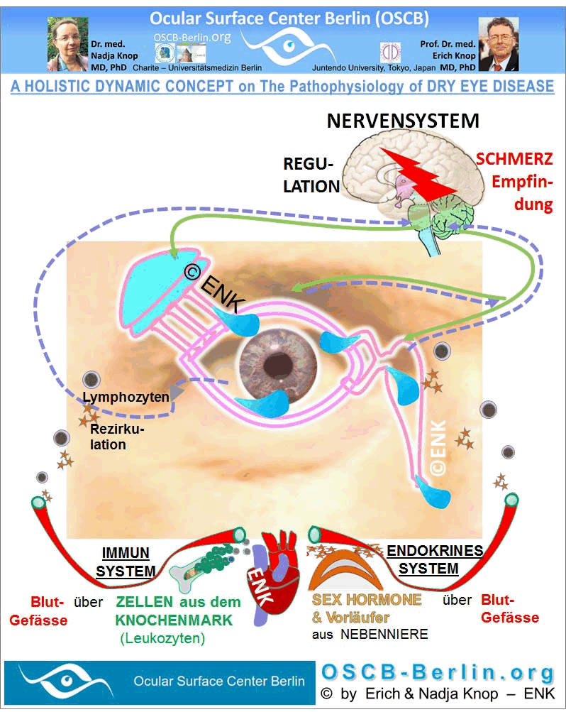 Die intakte Funktion der Augenoberfläche beruht auf der Steuerung durch REGULATORISCHE SYSTEME, vor allem das Nervensystem, das endokrine Hormonsystem und das Immunsystem. Sie steuern Wachstum und Reifung der Organe, wie auch ihre konkrete funktionelle Regulation in Abhängigkeit von inneren und äusseren Reizen. Dies betrifft z.B. das Sekretionsvolumen, oder die Frequenz und Vollständigkeit des Lidschlages und viele andere Funktionen, die dafür sorgen, dass sich sowohl die Augenoberfläche wohl fühlt ... wie auch ihr ´Besitzer´.