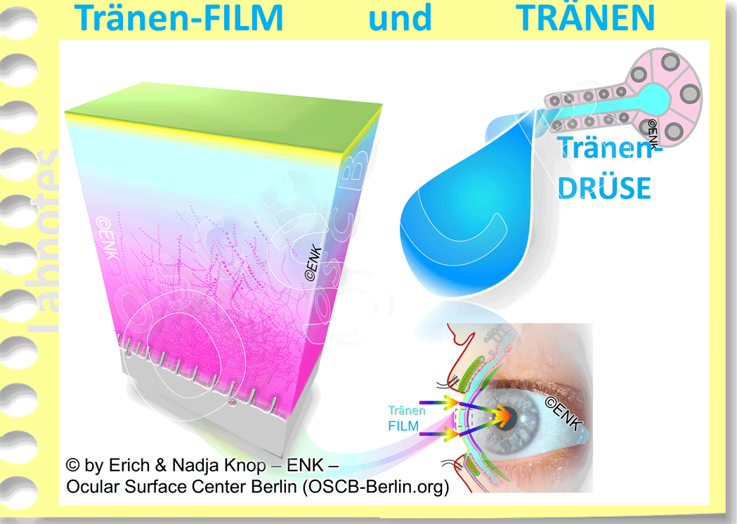 Der Tränen-FILM (links) hat eine hoch geordnete Struktur , die meist als 3-Schichtig beschrieben wird - im Gegensatz zu den Tränen, die typischerweise in Tropfen vorliegen und in ihrer Gesamtheit die Tränenflüssigkeit bilden.