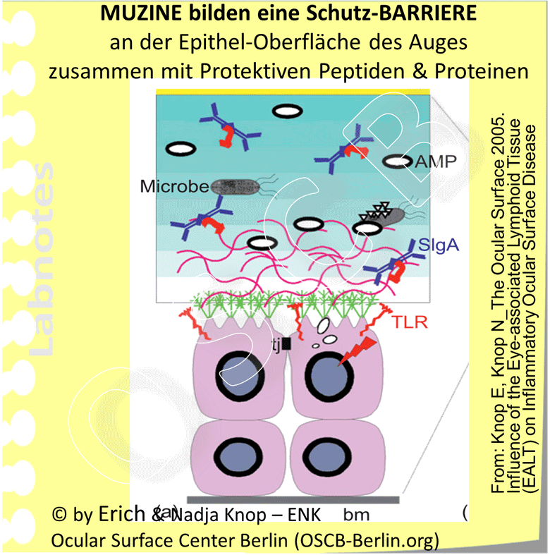 Ein wichtiger Schutz der Augenoberfläche vor den Eindringen fremder Substanzen und auch der Infektion durch Mikroben (Bakterien und Viren) besteht in dem Maschenwerk der wasserbindenden Scheimstoffe (Muzine). In dieser Barriere befinden sich auch spezielle Abwehrstoffe, die in der Konjunktiva produziert werden und die als Anti-mikrobielle Peptide und Proteine bezeichnet werden. Hierzu zählt auch Immunglobulin A.