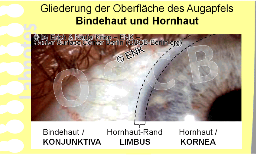 Bitte wählen Sie das Organ Ihres Interesses !