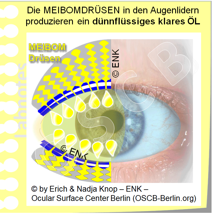 OSCB-Berlin.org_Die-MEIBOMDRÜSEN-in-den-Augenlidern-produzieren-ein-DÜNNFLÜSSIGES-KLARES-ÖL.gif
