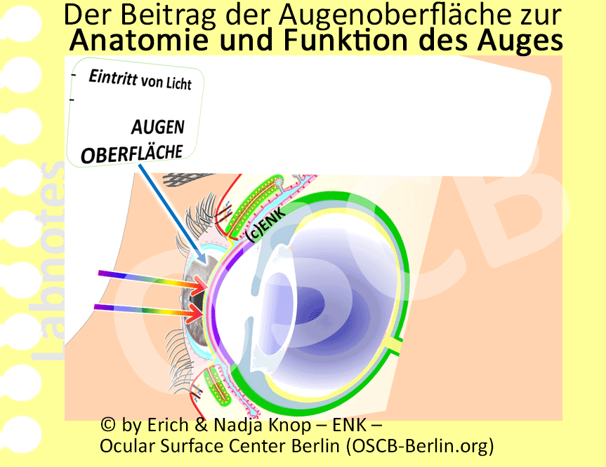 Zeichnung-AUGENOBERFLÄCHE-+-Zeichnung-BULBUS-...-zus.-PPT-3D-MONTIERT_DEUTSCH-auf-Labnotes_WEB_.gif