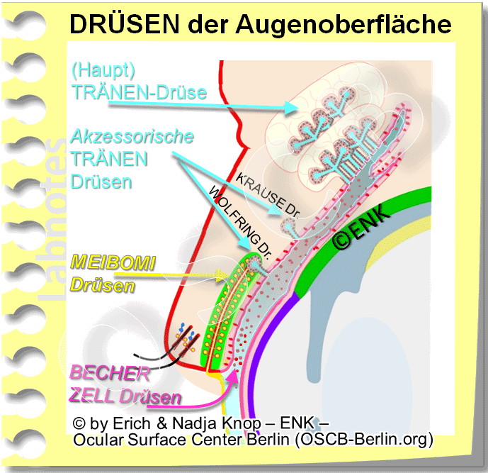 Die verschiedenen Drüsen der Augenoberfläche und ihre Lage sind in dieser schematischen Zeichnung dargestellt. Das Oberlid ist leicht abgehoben vom Augapfel und daher sind die einzelligen Schleimdrüsen der Becherzellen sind in der Fläche der Lid-Bindehaut sichtbar.