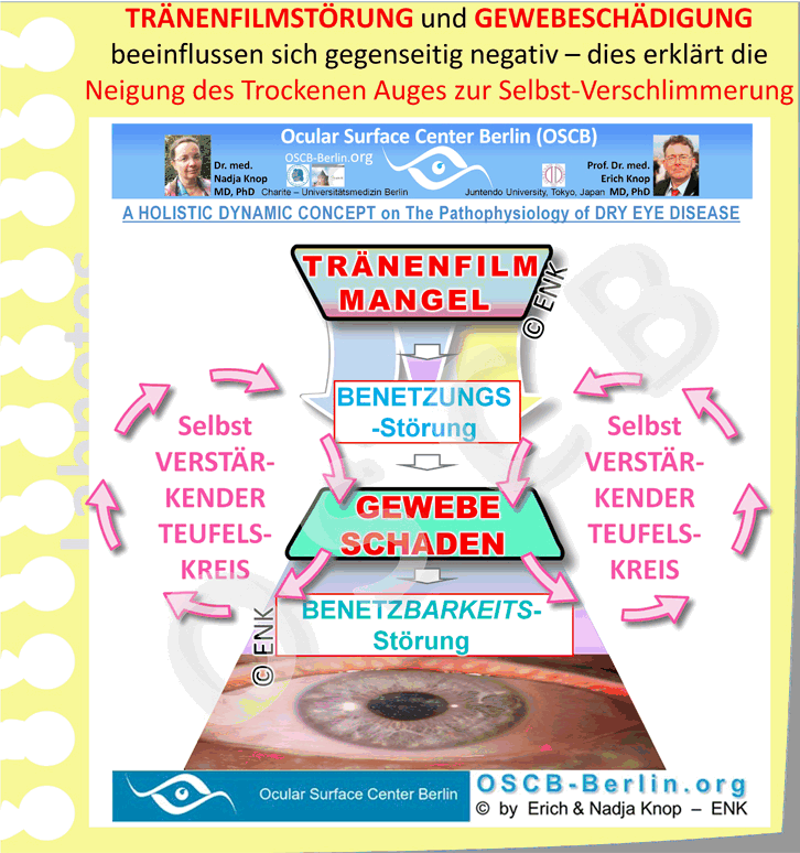 GIF BASALER Vicious Circle ohne Entzündung Tränenfilm-Mangel + Oberflächenstörung, Neu auf Zettel_ENGLISCH 2v2_26-72_+ OHNE Legende_2-1fps_.gif