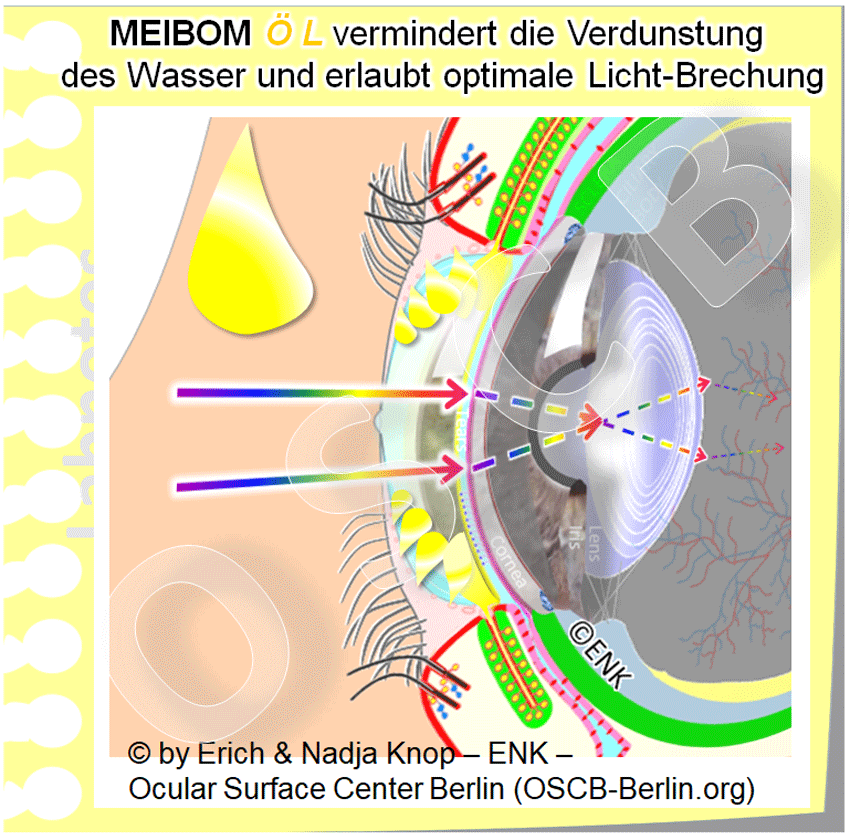 OSCB-Berlin.org_Meibom--ÖL--vermindert-die-Verdunstung-und-erlaubt-optimale-Licht-Brechung_3D-Übersicht-mit-ÖL-TROPFEN_WEB-(16)_3.gif