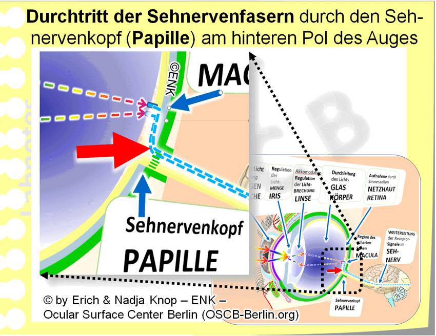 OSCB-Berlin.org_Durchtritt-der-Sehnervenfasern-durch-den-Sehnervenkopf_.gif