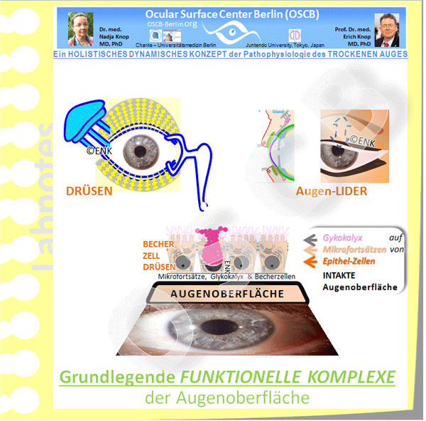GIF-Animation-GRUNDLEGENDE-FUNKTIONELLE-KOMPLEXE-DEUTSCH_Einzel-BILDER_600pix-10-2_.gif