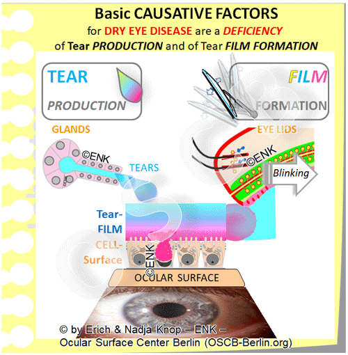 Dry Eye Disease is a prototypical disease of the Ocular Surface due to the dysfunctions that eventually impair the most basic functional complex of preserving moisture.
