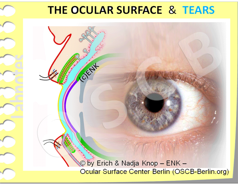 OVERVIEW of ... the Ocular Surface — Ocular Surface Center Berlin