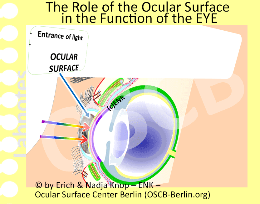 GIF-ANIMATION_The-Role-of-the-Ocular-Surface-in-the-Function-of-the-EYE_MONTAGE-Eigene-Zeichnung-Auge-schräg-seitlich-+-Bulbus-3D_Fertig_.gif