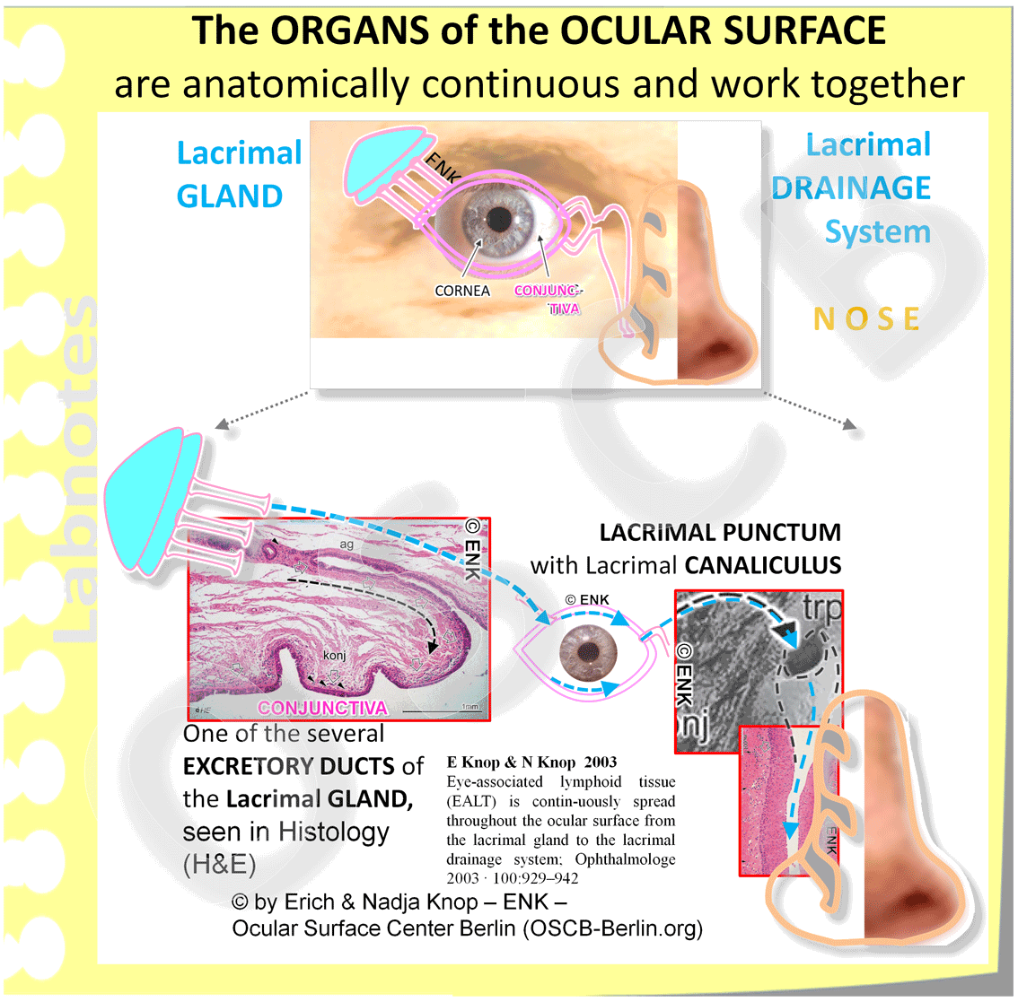 The organs of the Ocular Surface are ANATOMICALLY CONTINUOUS as can be seen in Histology. The lacrimal gland is connected via its several excretory ducts (top left: histological micrograph) and the lacrimal drainage system extends continuously from the lacrimal puncta (scanning electron microscopic image, right middle) and further along the lacrimal canaliculi (histological micrograph of longitudinal section, bottom right).
