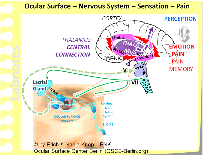 The NERVOUS SYSTEM is connected via a fferent nerves (here interrupted blue lines) from the Ocular Surface and e fferent fibers (here solid green lines) to the Peripheral Organs. Both fiber types have their center in the regulatory unit of the Brain Stem of the Central Nervous System. Functions of the Nervous System are not only the REGULATION of the tissue function in a neural reflex arcs via the cranial nerves V (trigeminal) and VII (facial) but also the Perception of Neural Sensations and of Feelings of PAIN .