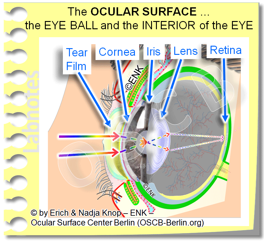 OSCB-Berlin.org_(c)ENK_Trockenes-Auge,-Dry-Eye-Disease,-Contact-Lens,-Kontaktlinse_The-OCULAR-SURFACE-…-the-EYE-BALL,-Bulbus-and-the-INTERIOR-of-the-EYE.gif