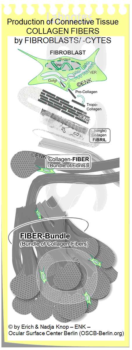 OSCB-Berlin.org_(c)ENK_Trockenes-Auge,-Dry-Eye-Disease,-Contact-Lens,-Kontaktlinse_Production-of-CONNECTIVE-TISSUE--COLLAGEN-FIBERS-by-FIBROBLASTS--CYTES-2_-+-Fiber-BUNDLE.gif