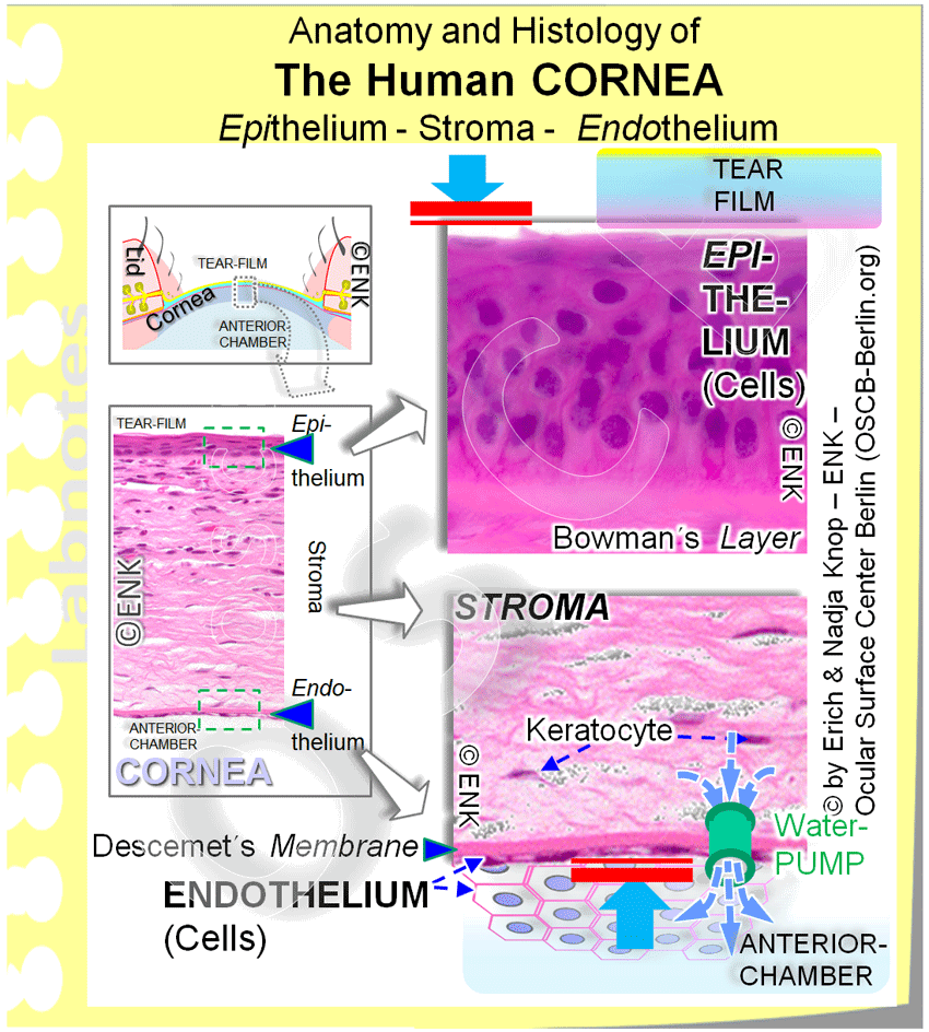 Overview of the Human CORNEA with its Layers and Tissues