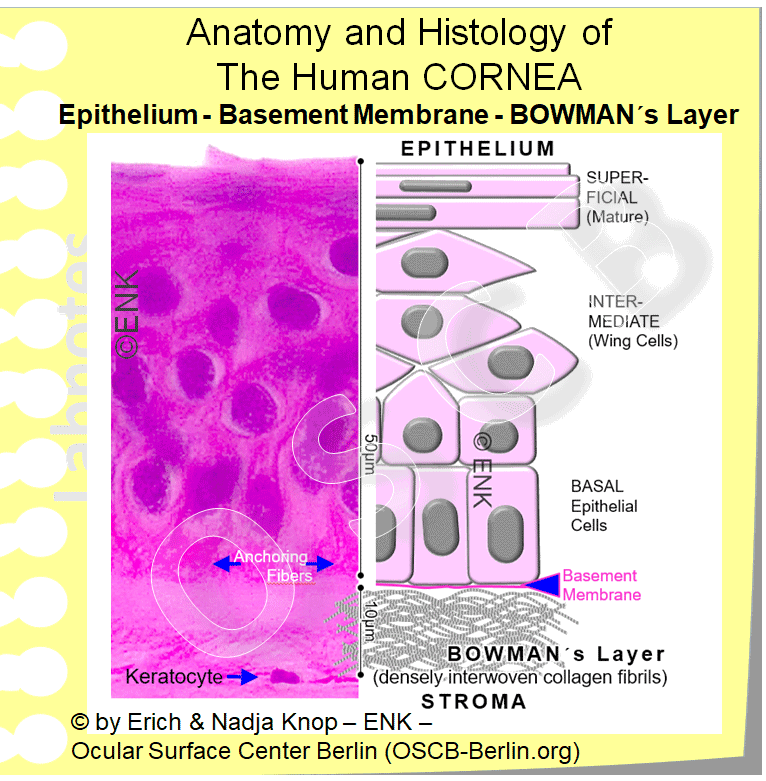 Corneal Epithelium Layers